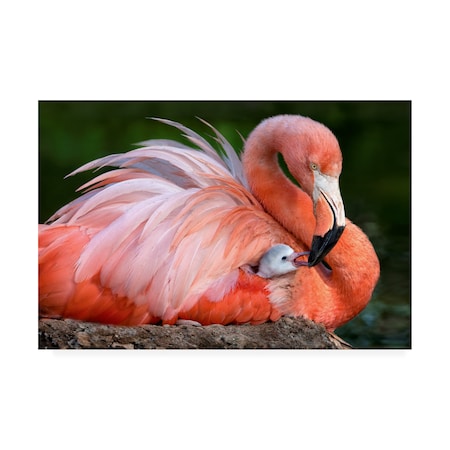 Xavier Ortega 'Flamingo Mom With Her Chick' Canvas Art,30x47